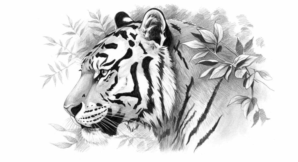 Tiger-Pencil-Sketch-1024x559 | Sky Rye Design