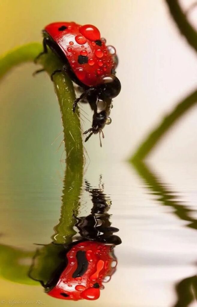 Time to Stand and Stare_ Mesmerizing Reflections in Water _ Ladybug on a dewy plant stem with reflection in water, capturing its vibrant red shell and black spots. Perfect for nature photography themes. | Sky Rye Design Ladybug on a dewy plant stem with reflection in water, capturing its vibrant red shell and black spots. Perfect for nature photography themes.