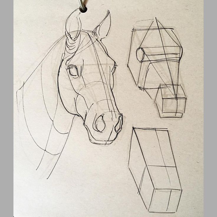 Todas las publicaciones Instagram Sketch of a horse head with geometric shapes showing structure and proportions, ideal for drawing tutorials and art studies. | Sky Rye Design Sketch of a horse head with geometric shapes showing structure and proportions, ideal for drawing tutorials and art studies.