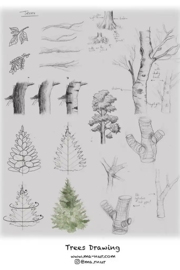 Hand-drawn tree sketches showcasing leaves, bark textures, branches, and full trees in various styles, with artist contact info.
