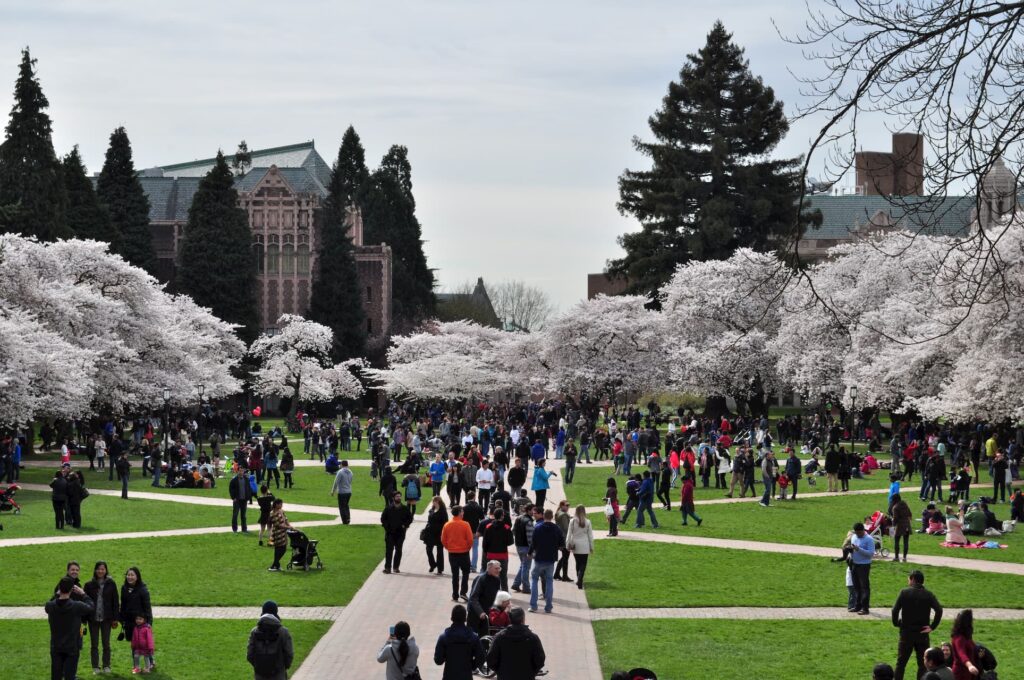 University_of_Washington_Quad_cherry_blossoms_2014_-_18_13348002824-1 Crowds enjoying cherry blossoms at a university campus park, surrounded by lush greenery and historic buildings on a spring day. | Sky Rye Design Crowds enjoying cherry blossoms at a university campus park, surrounded by lush greenery and historic buildings on a spring day.
