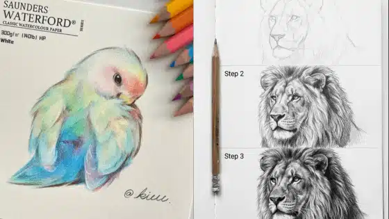 Step-by-step lion pencil sketch and colorful bird drawing with colored pencils on Saunders Waterford paper.