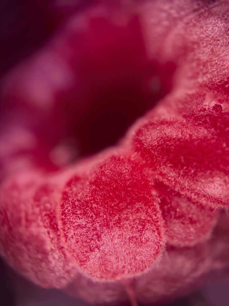 What is Micro Photography_ Close-up of a vibrant red raspberry, showcasing its detailed texture and rich color, ideal for natural and fresh-inspired content. | Sky Rye Design Close-up of a vibrant red raspberry, showcasing its detailed texture and rich color, ideal for natural and fresh-inspired content.