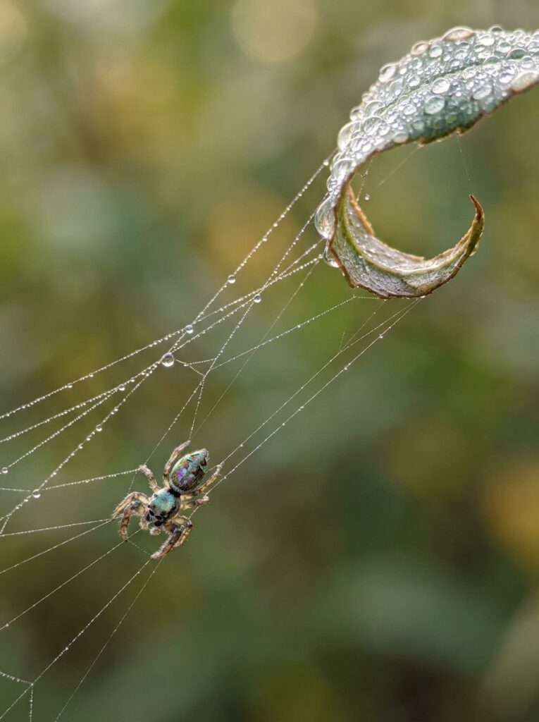 ai-photo-studio-1766361061832-1 Close-up of a spider on a dew-covered web attached to a leaf, with a blurred green background. | Sky Rye Design Close-up of a spider on a dew-covered web attached to a leaf, with a blurred green background.