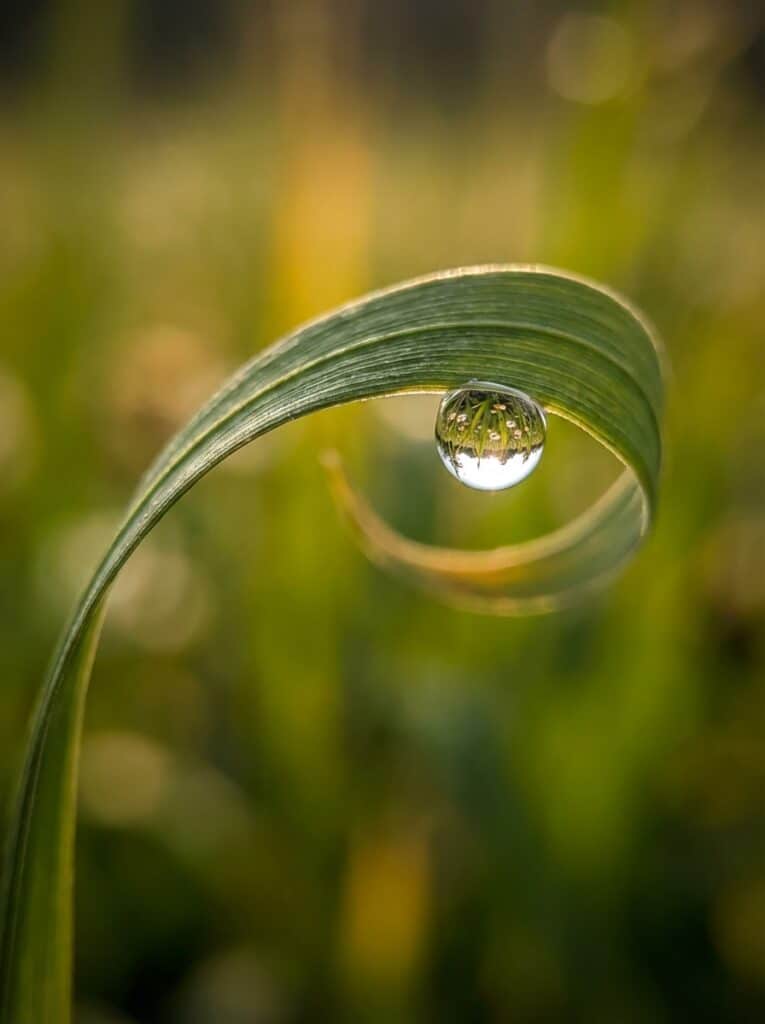 ai-photo-studio-1766361102995-1 Close-up of a dew drop hanging from a curled leaf, reflecting the green surroundings. Perfect example of nature's delicate beauty. | Sky Rye Design Close-up of a dew drop hanging from a curled leaf, reflecting the green surroundings. Perfect example of nature's delicate beauty.