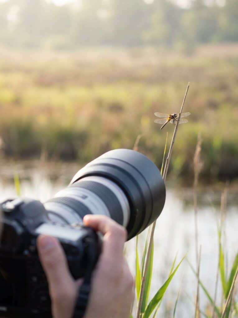 ai-photo-studio-1766436528052-2 Photographer with a telephoto lens captures a dragonfly on a twig in nature, highlighting outdoor wildlife photography. | Sky Rye Design Photographer with a telephoto lens captures a dragonfly on a twig in nature, highlighting outdoor wildlife photography.