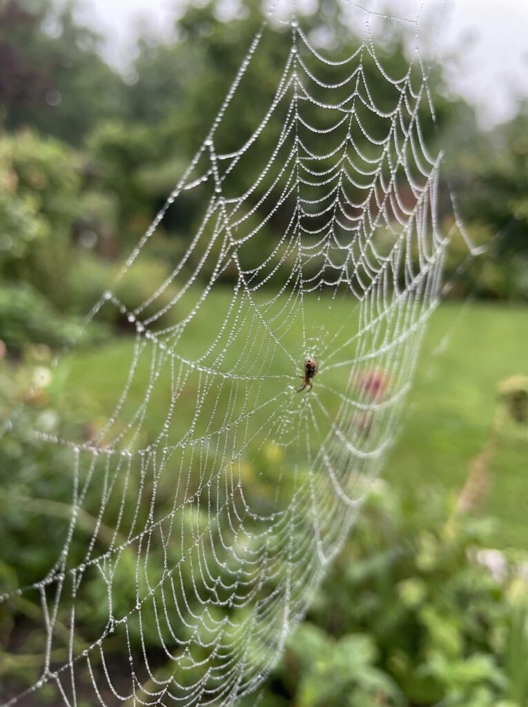 ai-photo-studio-1766436604306-2 Spider web with dewdrops sparkling in a lush garden, showcasing nature's intricate pattern and beauty. | Sky Rye Design Spider web with dewdrops sparkling in a lush garden, showcasing nature's intricate pattern and beauty.
