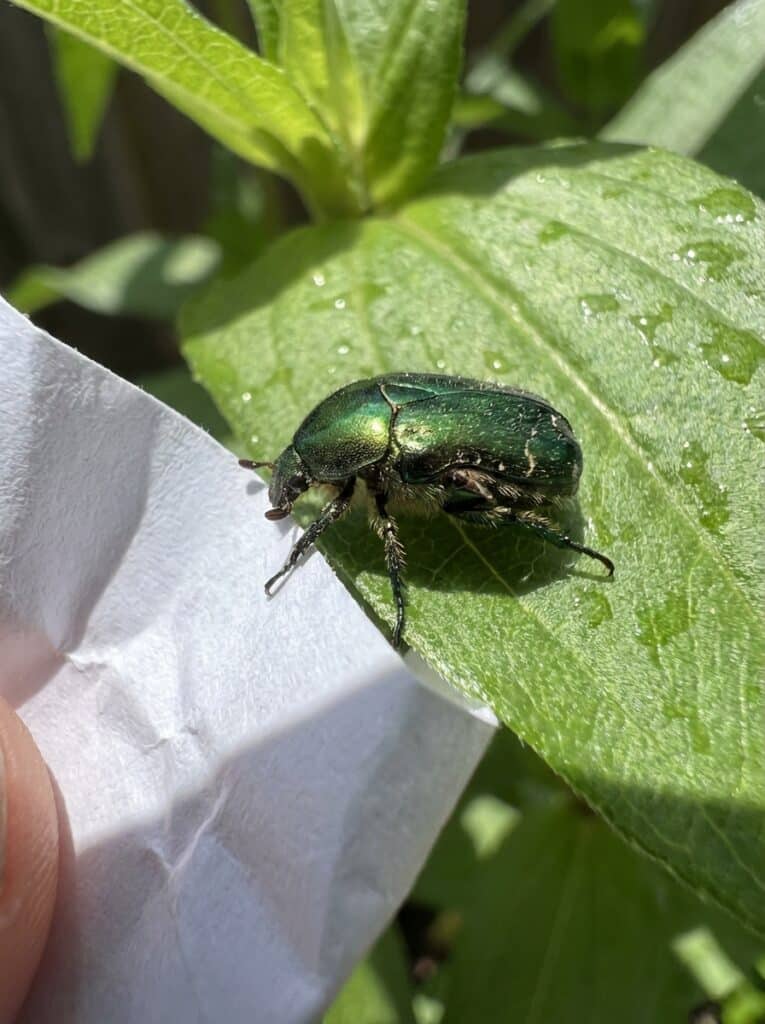 ai-photo-studio-1766436732709-1 A shiny green beetle on a leaf in sunlight, next to a crumpled white paper. Nature macro photography showcasing insect detail. | Sky Rye Design A shiny green beetle on a leaf in sunlight, next to a crumpled white paper. Nature macro photography showcasing insect detail.