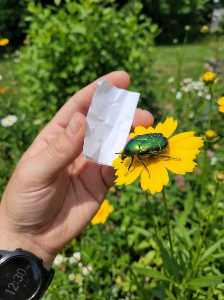 ai-photo-studio-1766436735643-2 Hand holding paper next to a green beetle on a yellow flower in a sunny garden. | Sky Rye Design Hand holding paper next to a green beetle on a yellow flower in a sunny garden.