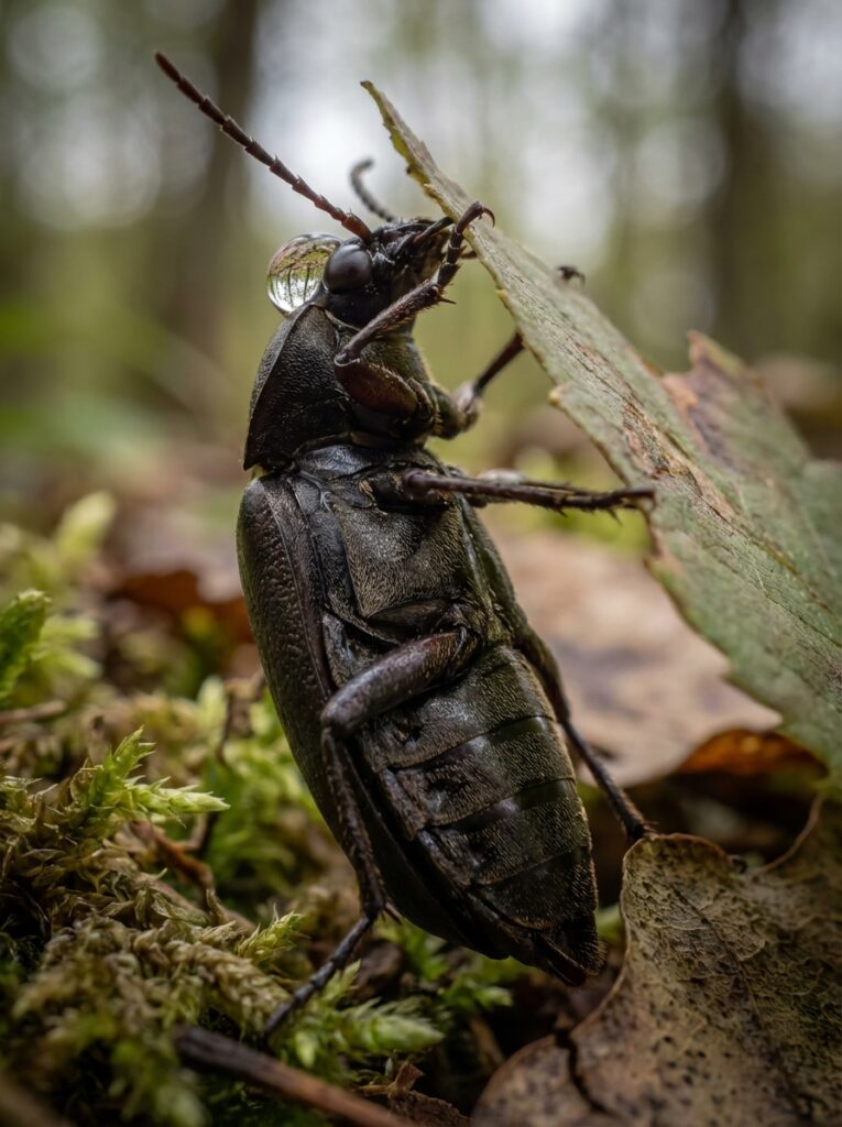 ai-photo-studio-1766436846252-2 Close-up of a beetle climbing a leaf with a dew drop on its back in a forest setting, showing detailed texture and natural habitat. | Sky Rye Design Close-up of a beetle climbing a leaf with a dew drop on its back in a forest setting, showing detailed texture and natural habitat.