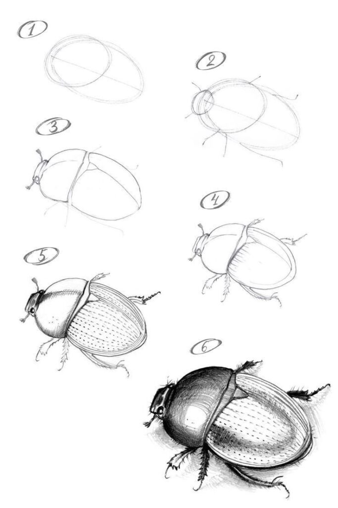 Step-by-step beetle drawing tutorial showcasing progression from basic shapes to detailed shading. Perfect for art enthusiasts learning to draw.