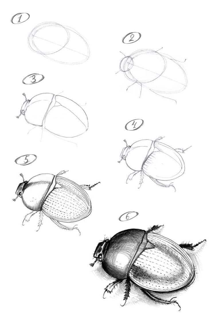Directdraw Insect How to Draw Insects: Easy Step-by-Step Sketching Guide