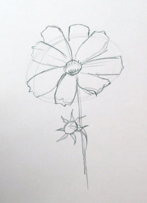 cosmos-refined-lines Pencil sketch of a single large flower with a small bud on a stem, highlighting delicate petals and simple design on white paper. | Sky Rye Design Pencil sketch of a single large flower with a small bud on a stem, highlighting delicate petals and simple design on white paper.