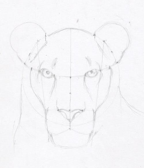 dd7023bbea27fca3eace0c5a992b6a24 Sketch of a lioness face with geometric guidelines on white paper, illustrating proportions and symmetry in pencil drawing. | Sky Rye Design Sketch of a lioness face with geometric guidelines on white paper, illustrating proportions and symmetry in pencil drawing.