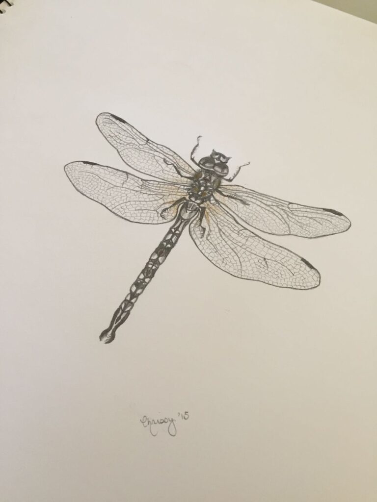Detailed ink drawing of a dragonfly on white paper, showcasing intricate wing patterns and body texture, signed Chrissy '15.