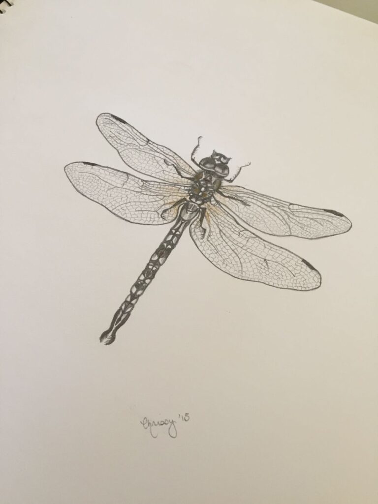 Learn How to Draw Insects: Fun & Simple Steps