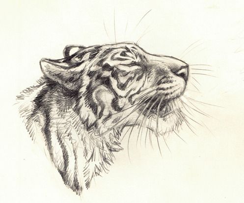 fc88cd84-0dcc-4981-bc65-8d6e665170d0 | Sky Rye Design