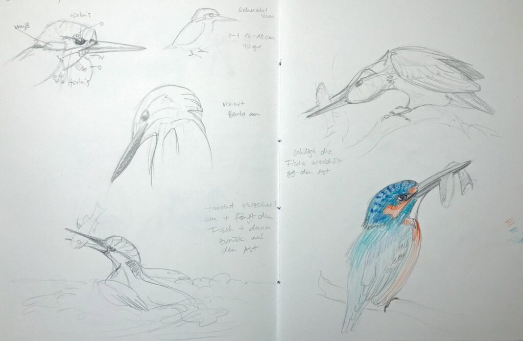 kingfisher Sketches of kingfishers with notes, featuring detailed drawings and a colored illustration of a kingfisher holding a fish. | Sky Rye Design Sketches of kingfishers with notes, featuring detailed drawings and a colored illustration of a kingfisher holding a fish.