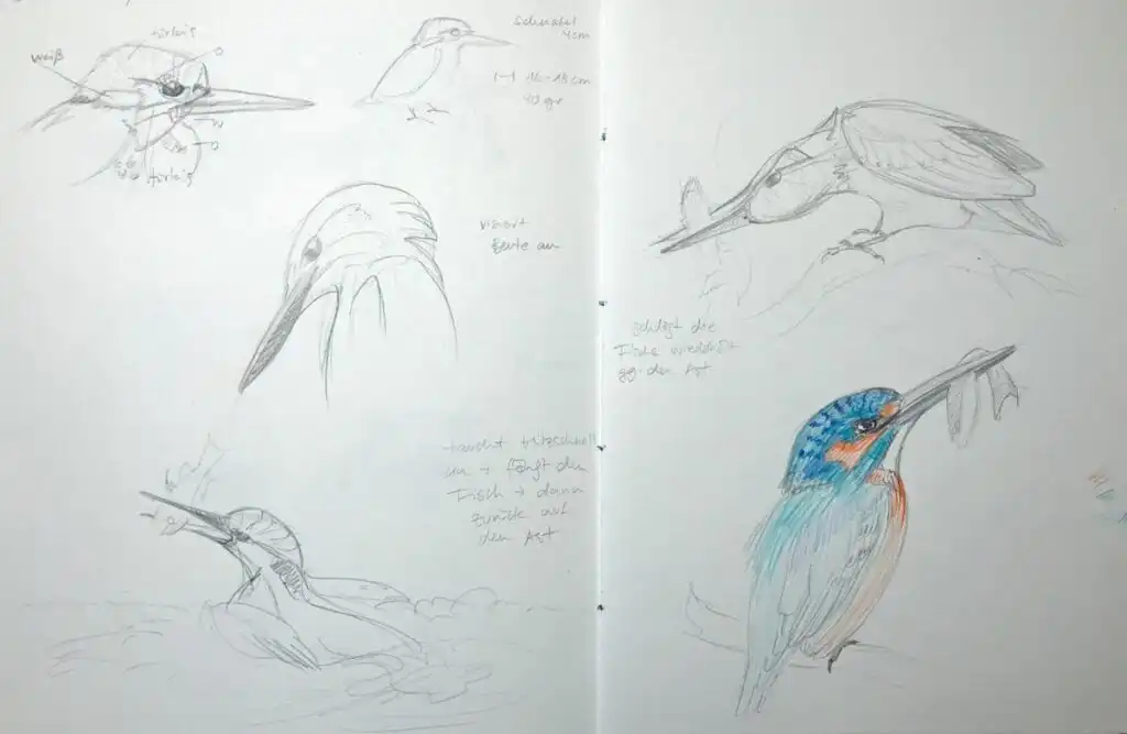Sketches of kingfishers with notes, featuring detailed drawings and a colored illustration of a kingfisher holding a fish.