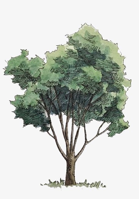 Illustration of a green leafy tree with a textured trunk and detailed foliage, set against a plain white background.