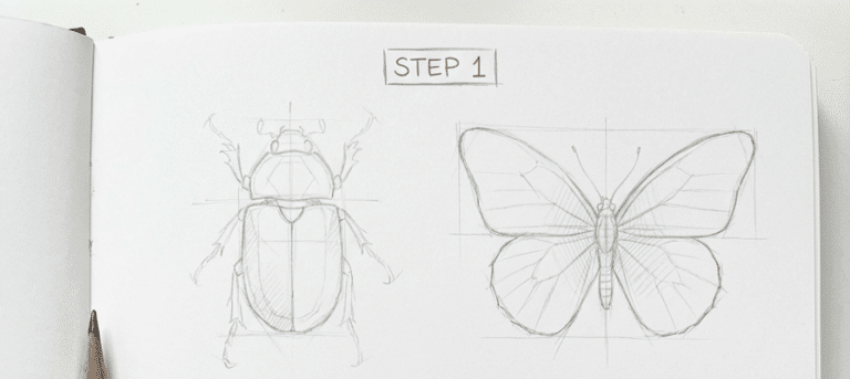 How to Draw Insects: Easy Step-by-Step Sketching Guide