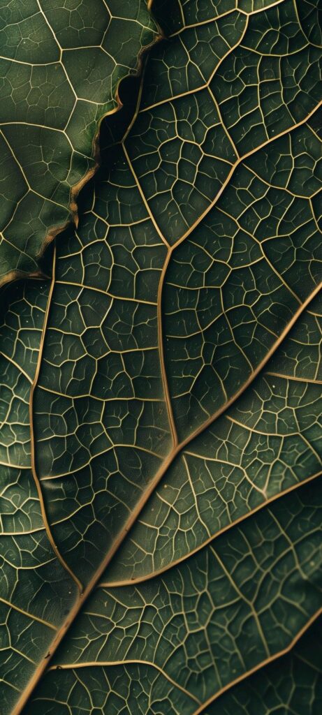 _ Close-up of green leaf veins, showcasing intricate network and texture, perfect for nature and botanical themes. | Sky Rye Design Close-up of green leaf veins, showcasing intricate network and texture, perfect for nature and botanical themes.
