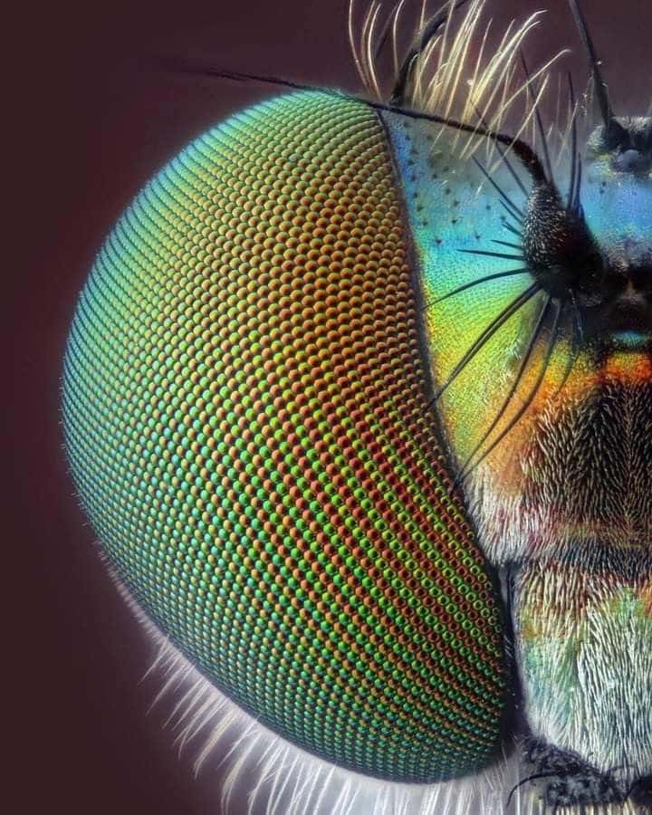_ Close-up of a colorful compound eye of an insect, displaying detailed patterns and vibrant iridescence, highlighting its intricate structure. | Sky Rye Design Close-up of a colorful compound eye of an insect, displaying detailed patterns and vibrant iridescence, highlighting its intricate structure.