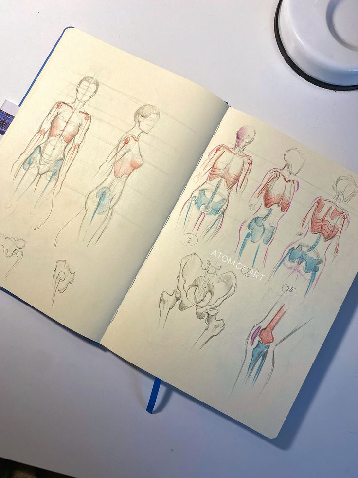 Будова тіла Sketchbook showing anatomy drawings of human muscles and bones, highlighting the torso and pelvis with colorful details. | Sky Rye Design Sketchbook showing anatomy drawings of human muscles and bones, highlighting the torso and pelvis with colorful details.