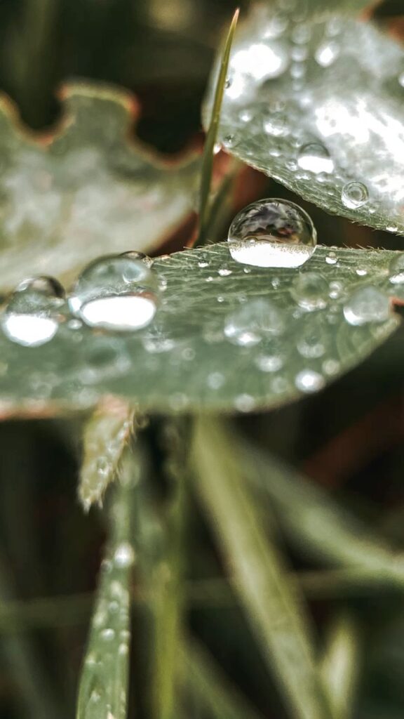 Капли макро_ Close-up of water droplets on a green leaf, showcasing nature’s beauty and fresh morning dew. Ideal for backgrounds or nature motifs. | Sky Rye Design Close-up of water droplets on a green leaf, showcasing nature’s beauty and fresh morning dew. Ideal for backgrounds or nature motifs.