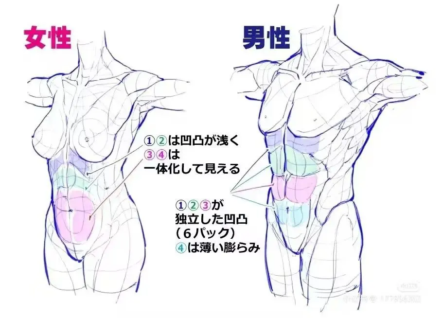 Anatomical comparison of male and female torsos with focus on abdominal muscles, showing highlighted muscle groups in colored sections.