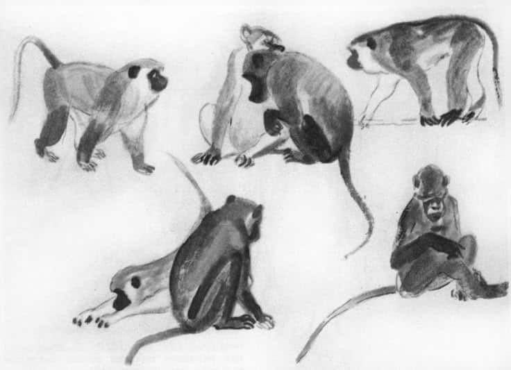 _ 2 Sketch of five monkeys in various poses, highlighting their movement and behavior on a plain background. | Sky Rye Design Sketch of five monkeys in various poses, highlighting their movement and behavior on a plain background.