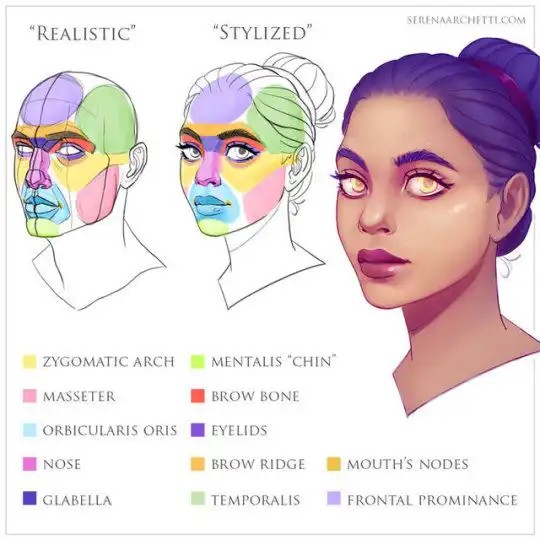 Facial anatomy comparison: realistic vs. stylized structures. Highlights zygomatic arch, masseter, brow bones, and more in color.