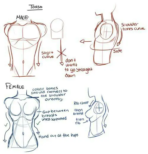 Illustrated guide for drawing male and female torsos, showing curves, shoulder alignment, and hip rounding for accurate anatomy.