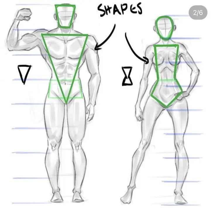 Body Proportions in Head Units 
