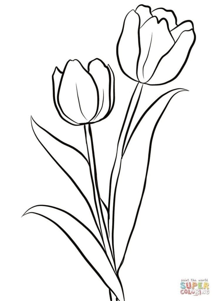 Outline drawing of two tulip flowers with long stems and leaves, ideal for coloring. Perfect for spring floral art projects.