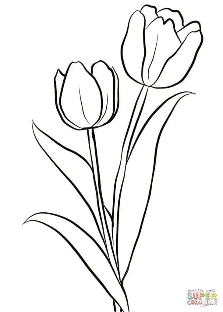 Outline drawing of two tulip flowers with long stems and leaves, ideal for coloring. Perfect for spring floral art projects.