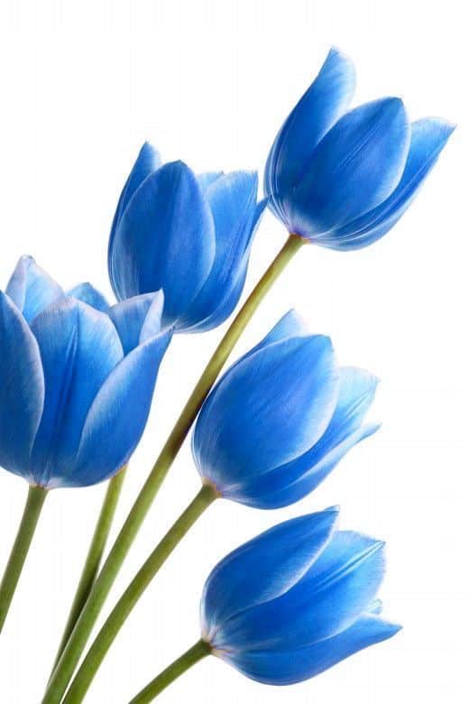 Vibrant blue tulips against a white background, showcasing the beauty of nature and florals. Perfect for spring-themed