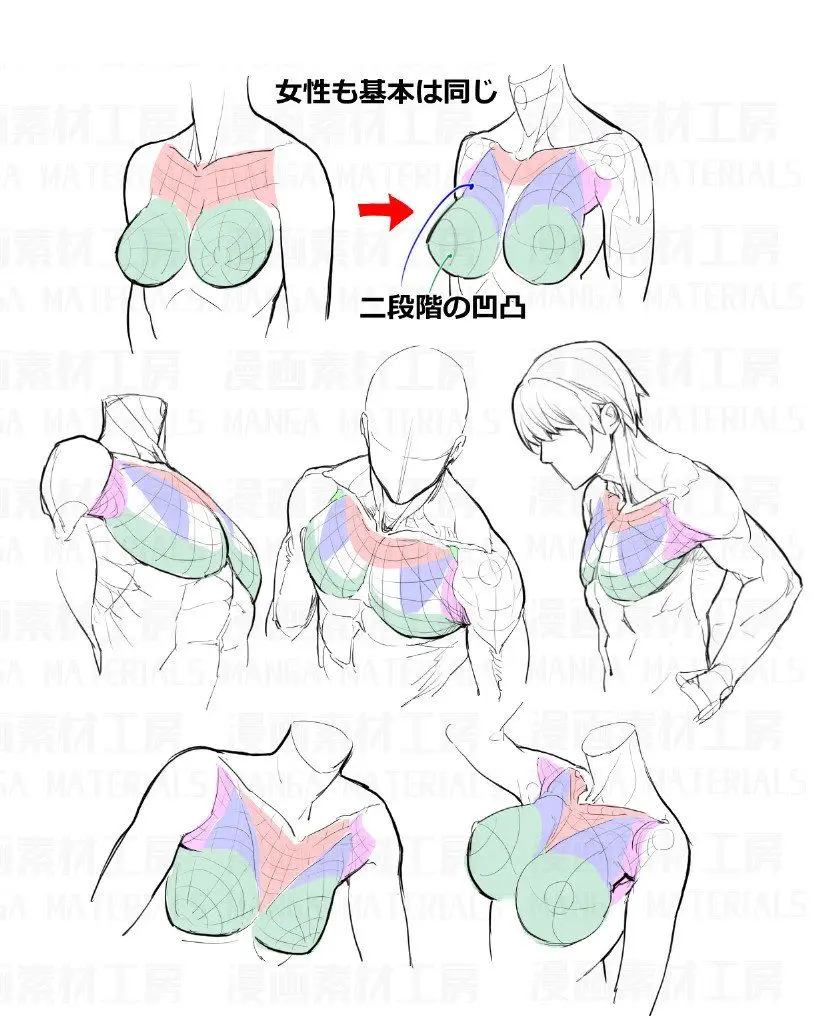 Illustration of human chest anatomy and muscle structure for both male and female figures, focusing on drawing techniques.