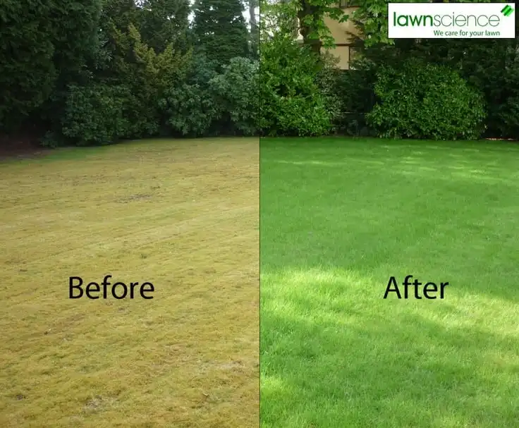 Before and after comparison of lawn care results, showing transformation from dry brown grass to lush green lawn.