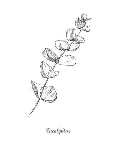 Illustration of a eucalyptus branch with detailed leaves, sketched in black and white on a white background.