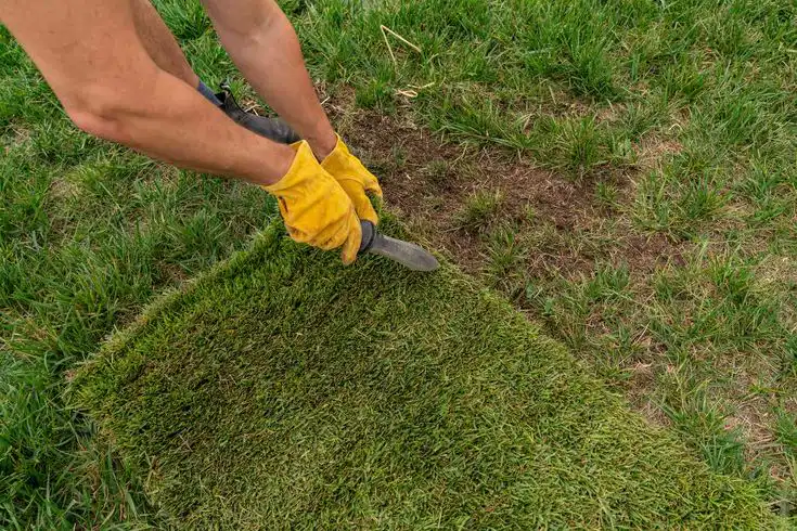 Person in yellow gloves laying sod on a patchy lawn, using a tool for precise turf alignment.