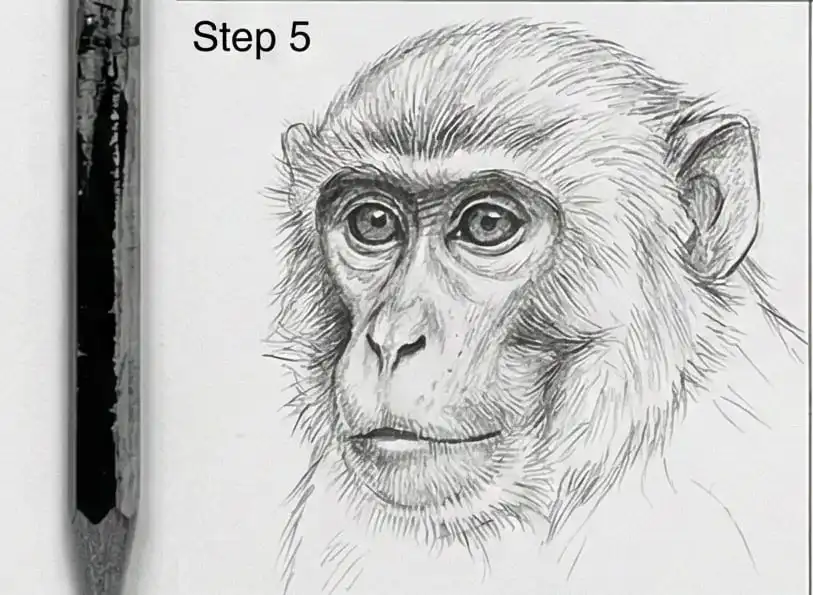 Pencil drawing of a monkey face, detailed sketch, step 5, with a black pencil on the left, showcasing shading techniques.