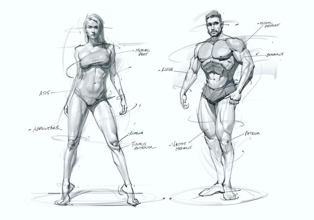 Labeled pencil anatomy sketches of standing male and female figures highlighting muscles — figure drawing study.