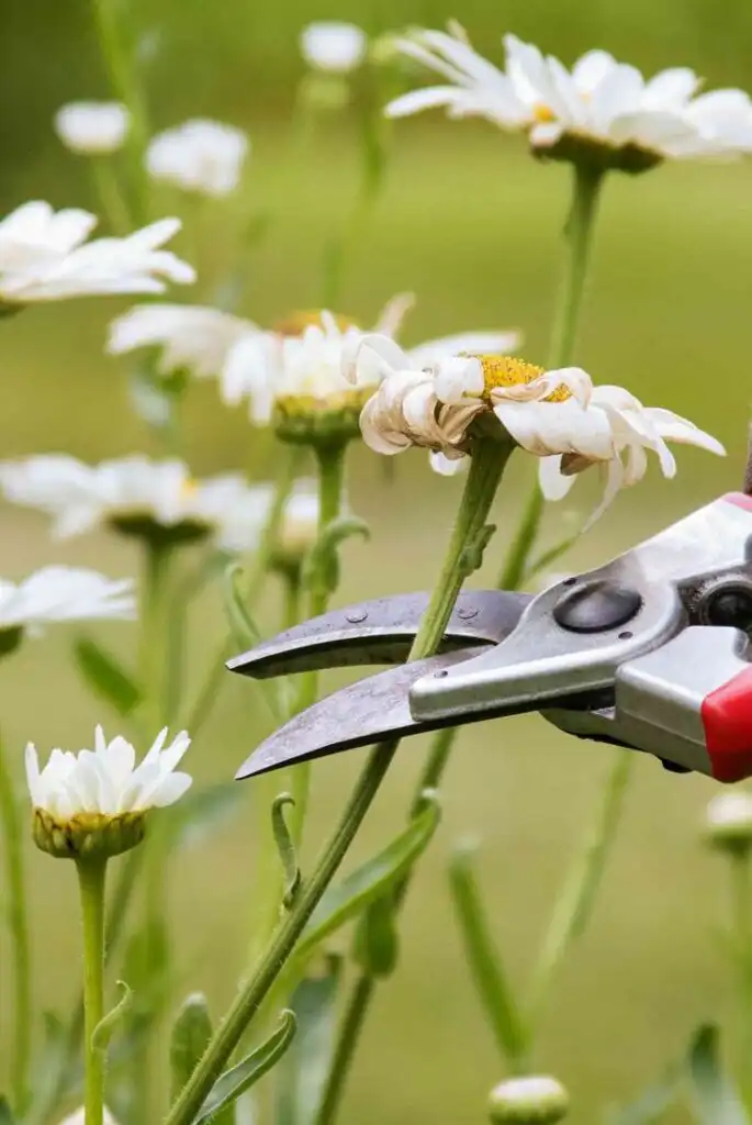 Gardener using pruning shears to cut a wilting daisy, set against a blurred green background. Perfect for gardening tips and
