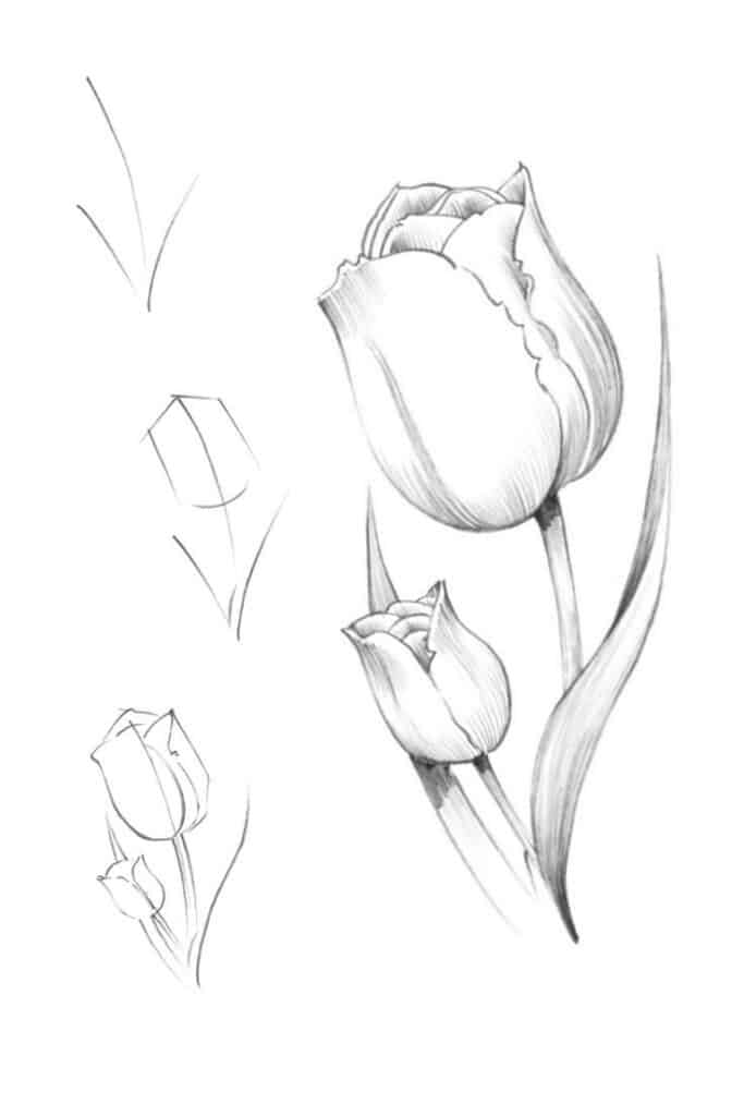 Pencil sketch tutorial of tulips showing step-by-step drawing process, highlighting petals and leaves on white background.