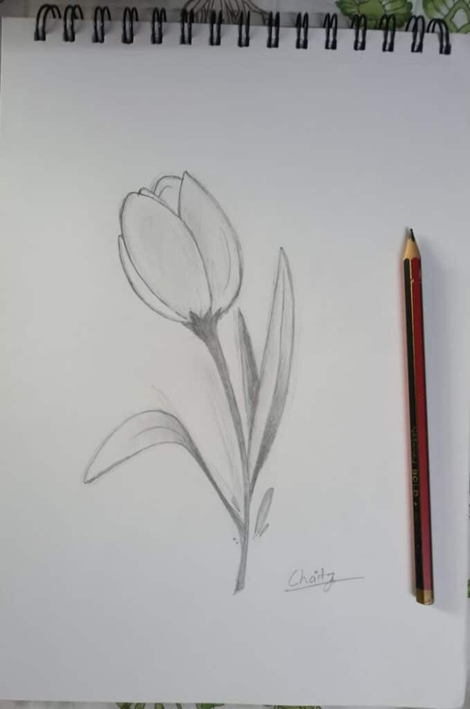 Pencil drawing of a tulip on sketchbook with a pencil nearby, showcasing artistic skills in flower sketching and shading