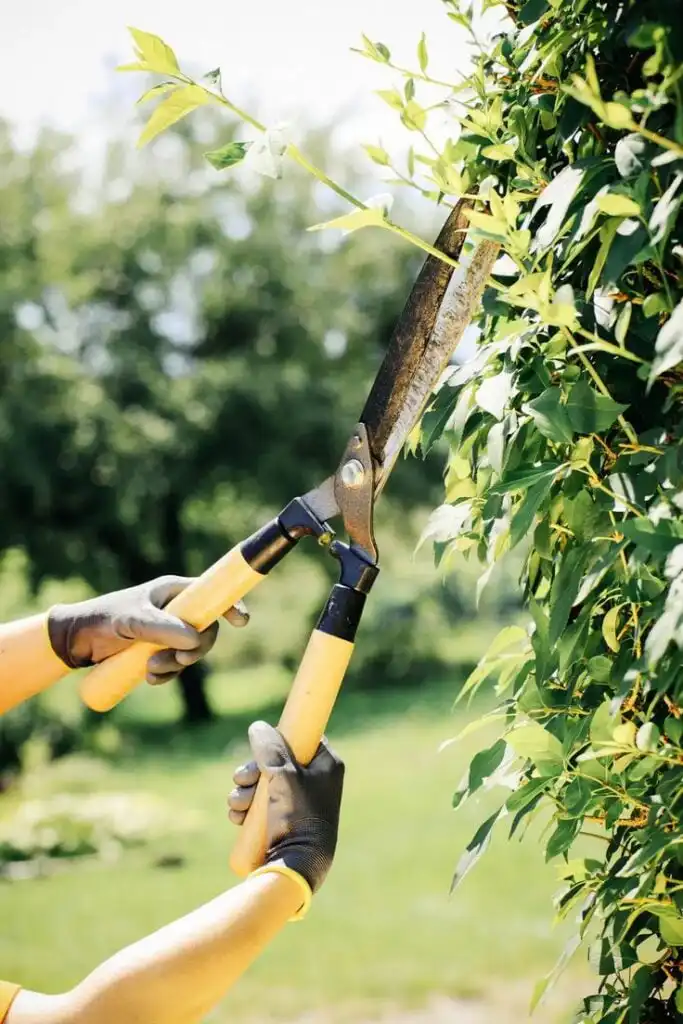 Gardener trimming green hedge with hedge shears on a sunny day, focusing on maintenance and neat landscape.