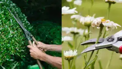 Gardening tools in use: hedge shears trimming bushes and pruning shears cutting flowers, showcasing essential garden