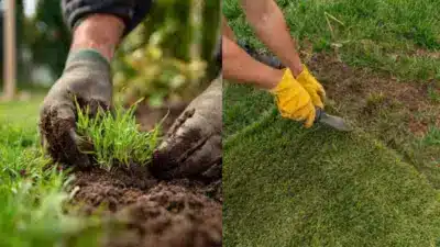 Gardener planting grass and cutting sod with a knife, using gloves outdoors. Lawn care and landscaping concept.