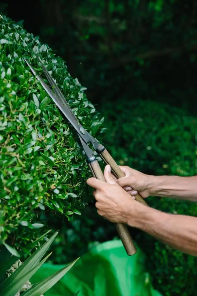 Gardener trimming green bushes with large pruning shears, focusing on precise hedge care and maintenance in a lush garden